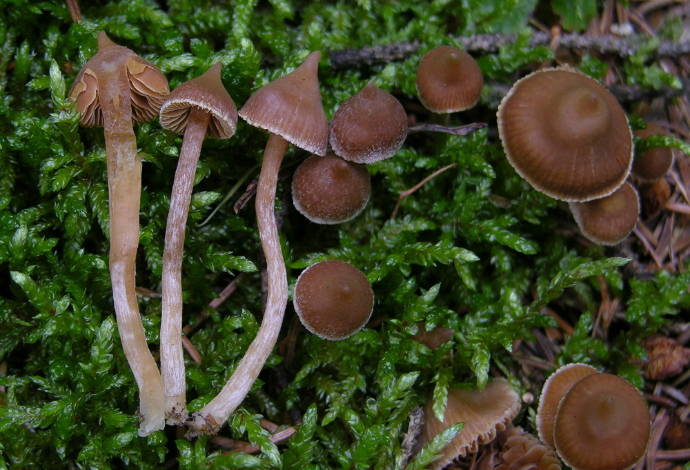Telamonia:Cortinarius acutus...acutovelatus...
